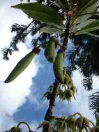 Elaeocarpus bojeri fruit - Dennis Hansen